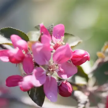 Anderdog Apple Cider Apple Cider