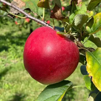 Anderdog Apple Cider Apple Cider